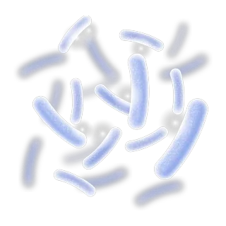 Lactobacillus reuteri